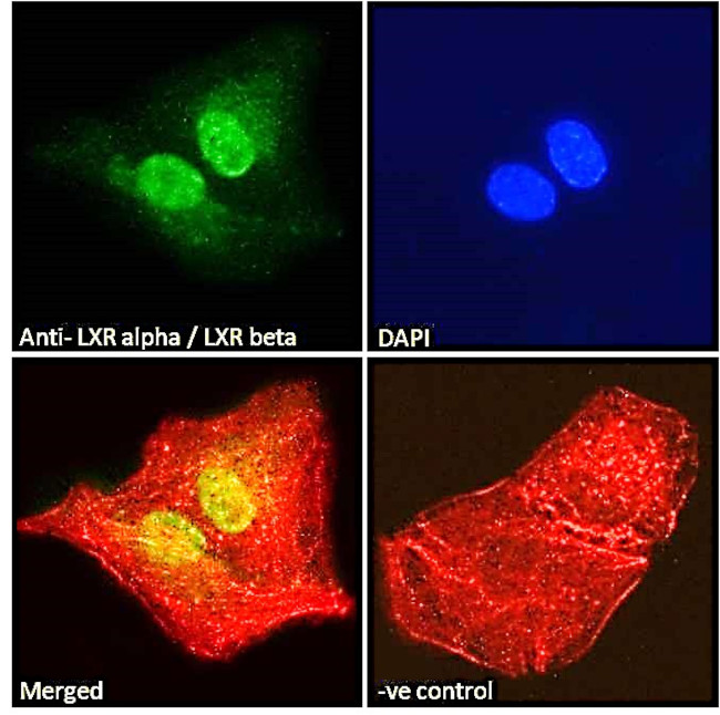 LXR alpha/beta Antibody in Immunocytochemistry (ICC/IF)