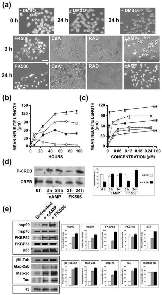 FKBP5 Antibody in Western Blot (WB)