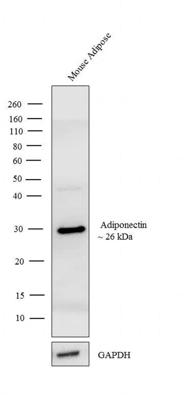 Adiponectin Antibody in Western Blot (WB)