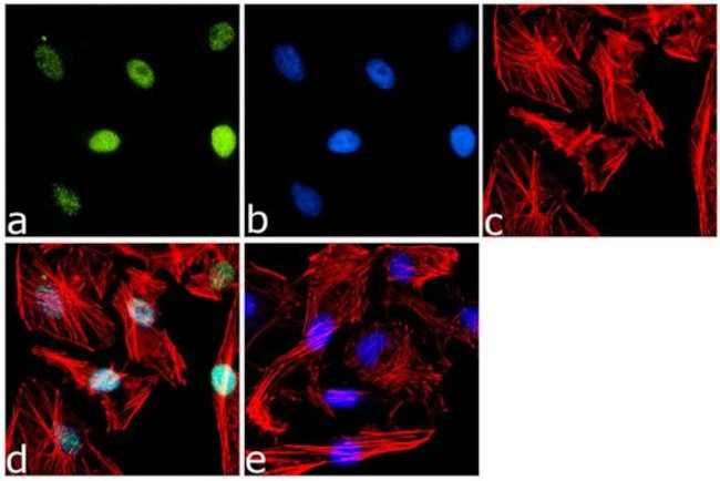 KLF4 Antibody in Immunocytochemistry (ICC/IF)