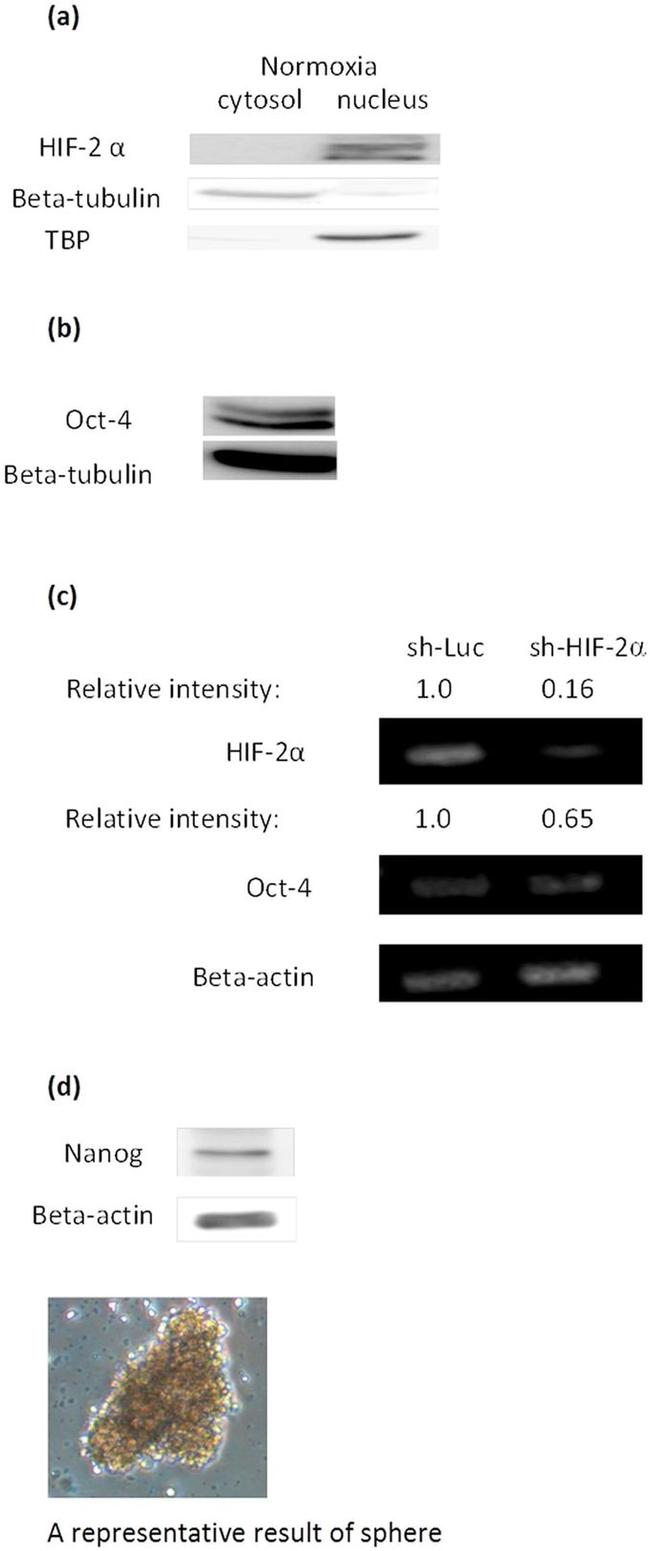 Nanog Antibody in Western Blot (WB)