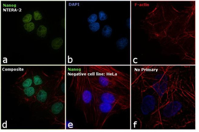 Nanog Antibody