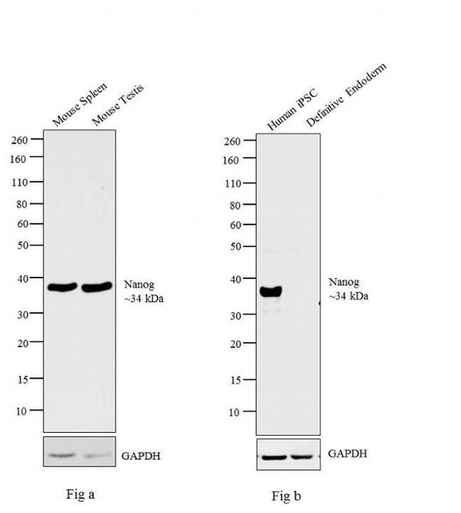 Nanog Antibody in Western Blot (WB)