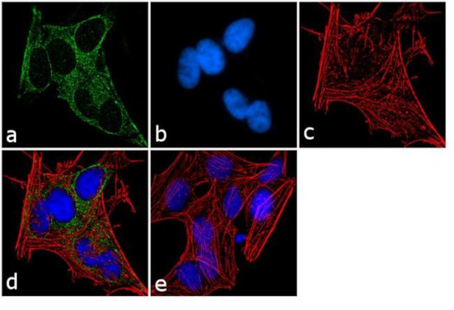 GNAI1/GNAI2 Antibody in Immunocytochemistry (ICC/IF)