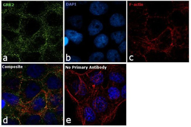 GRB2 Antibody in Immunocytochemistry (ICC/IF)