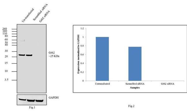 GRB2 Antibody in Western Blot (WB)