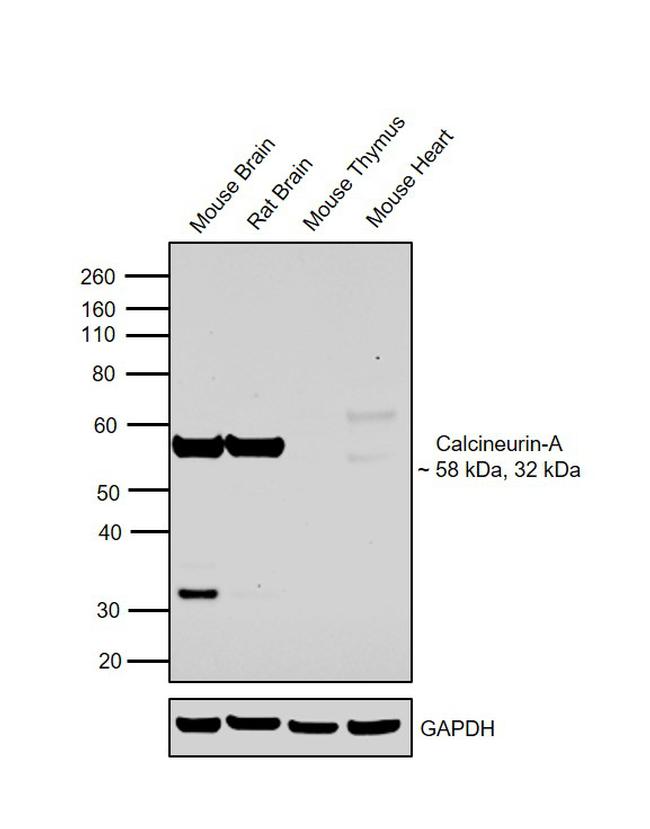 Calcineurin A Antibody in Western Blot (WB)