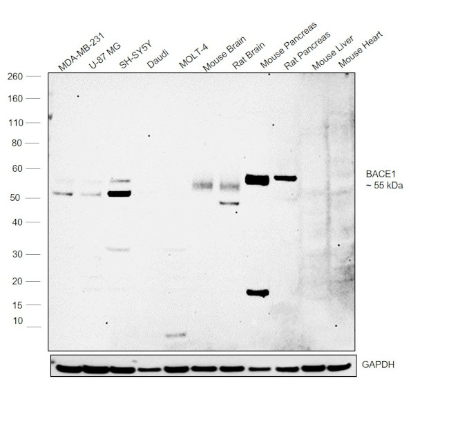 BACE1 Antibody