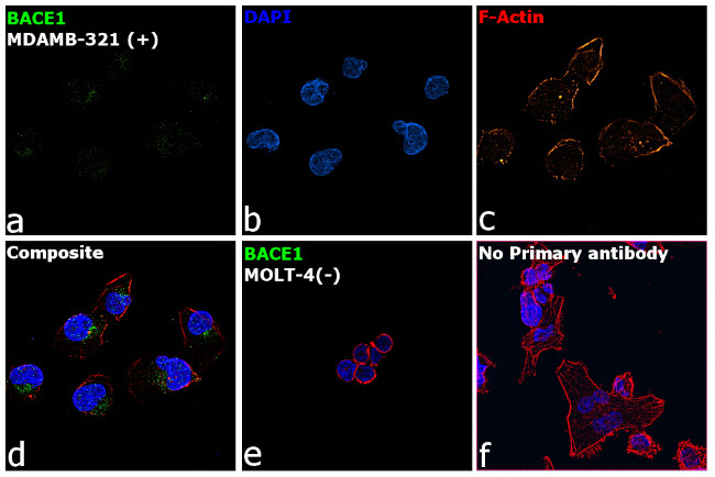 BACE1 Antibody in Immunocytochemistry (ICC/IF)