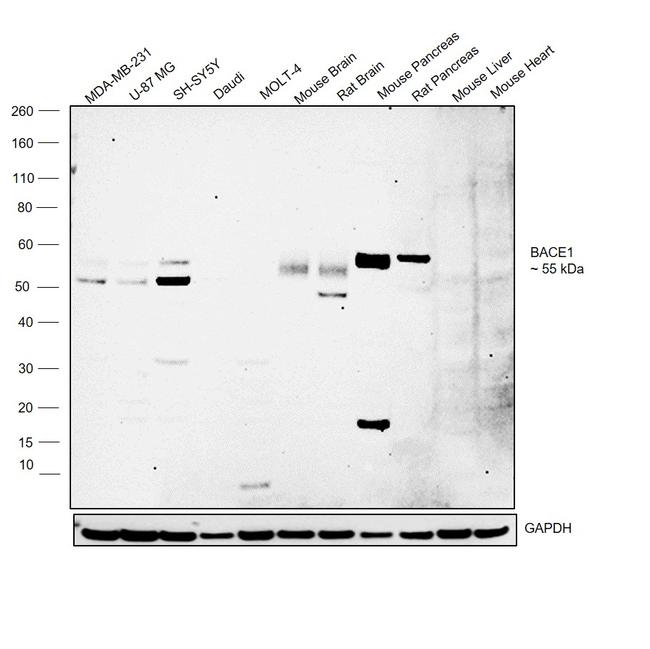 BACE1 Antibody in Western Blot (WB)