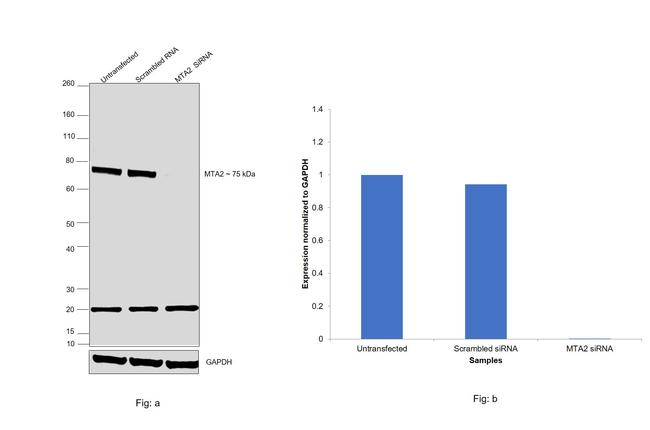 MTA2 Antibody in Western Blot (WB)