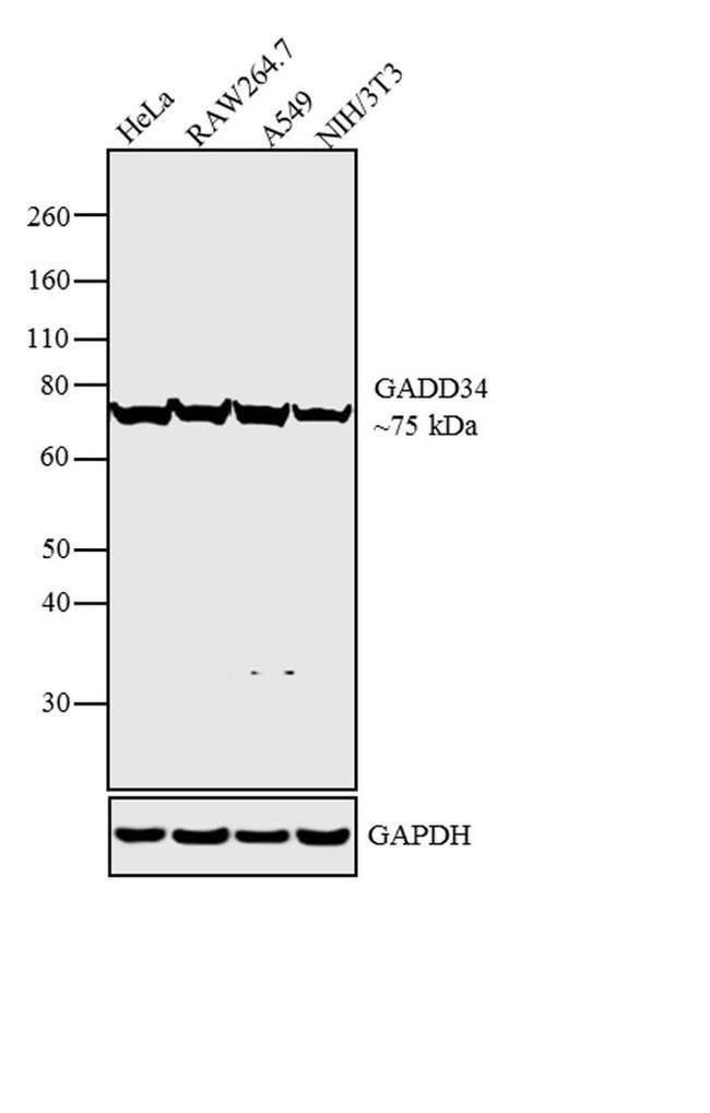 GADD34 Polyclonal Antibody (PA1-139)