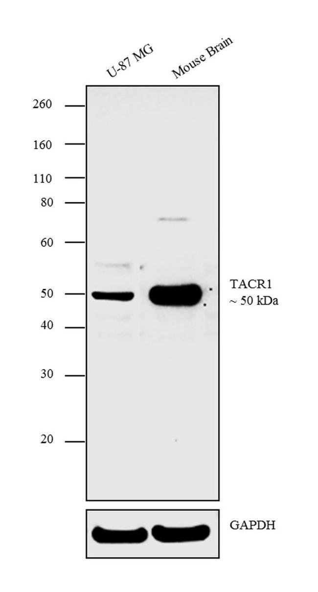 TACR1 Antibody in Western Blot (WB)