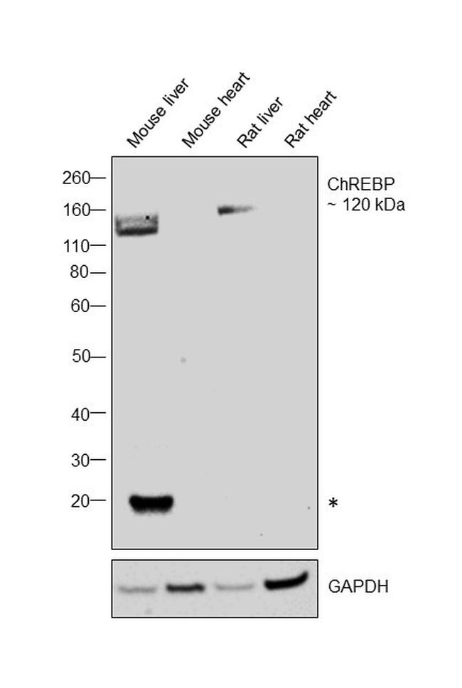 ChREBP Antibody in Western Blot (WB)
