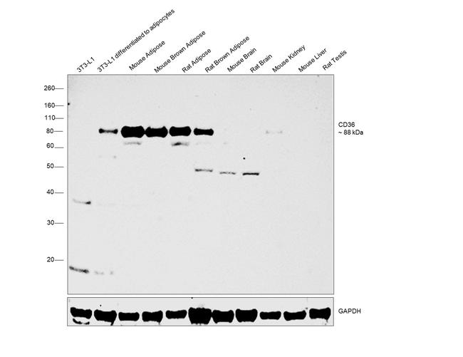 CD36 Antibody in Western Blot (WB)