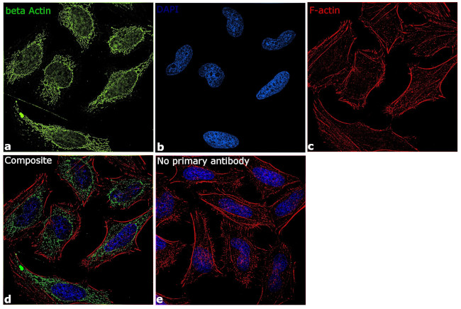 beta Actin Antibody in Immunocytochemistry (ICC/IF)