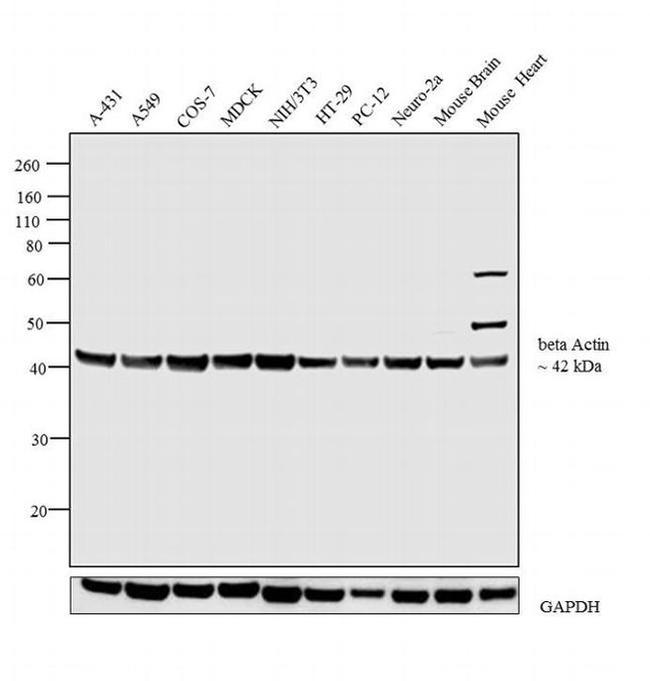 beta Actin Antibody in Western Blot (WB)