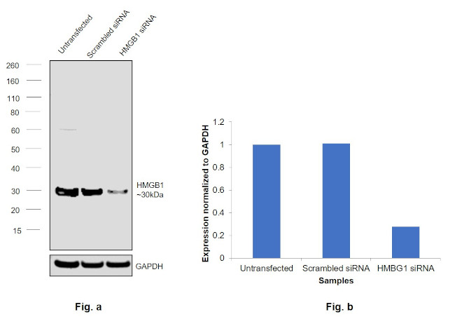 HMGB1 Antibody