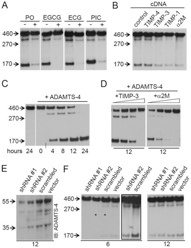 ADAMTS4 Antibody in Western Blot (WB)