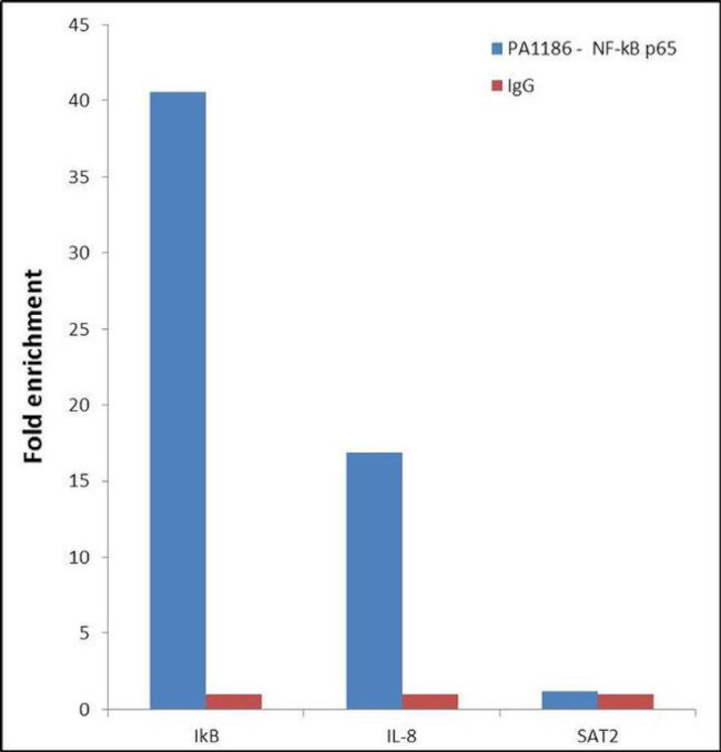 NFkB p65 Antibody in ChIP Assay (ChIP)