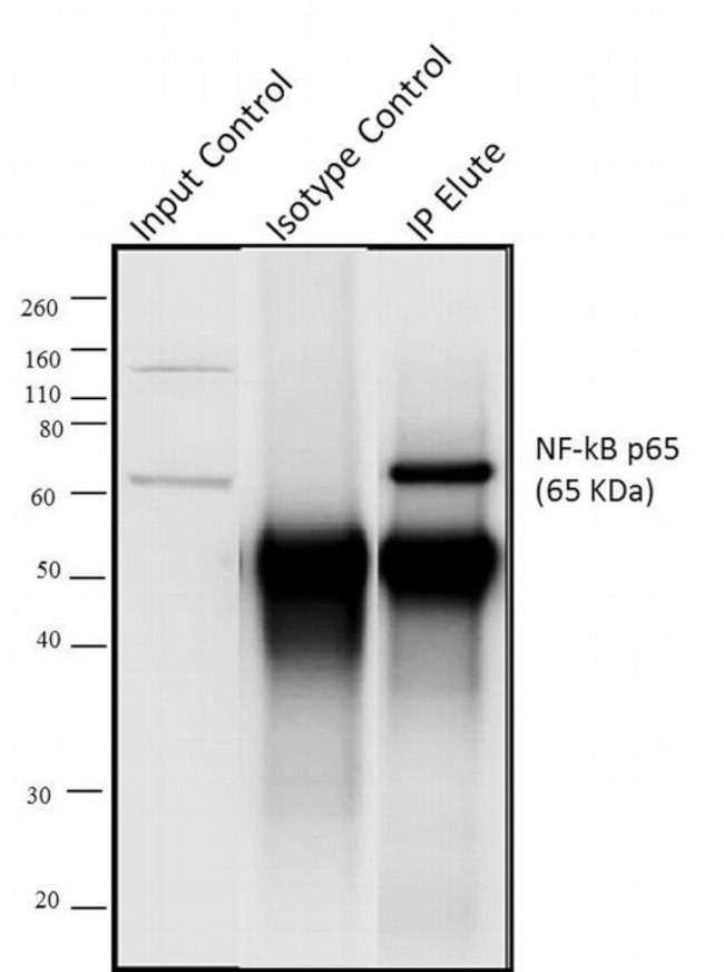 NFkB p65 Antibody in Immunoprecipitation (IP)