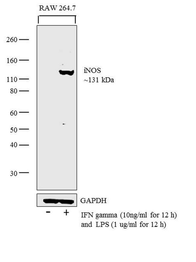 iNOS Antibody in Western Blot (WB)