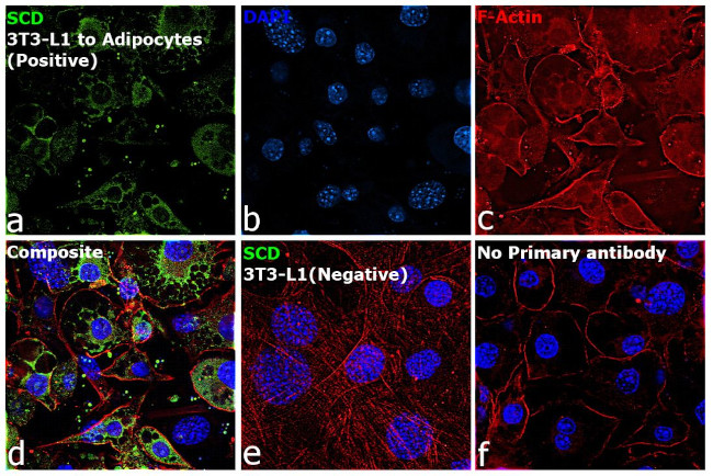 SCD Antibody in Immunocytochemistry (ICC/IF)