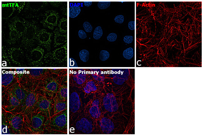 TFAM Antibody in Immunocytochemistry (ICC/IF)