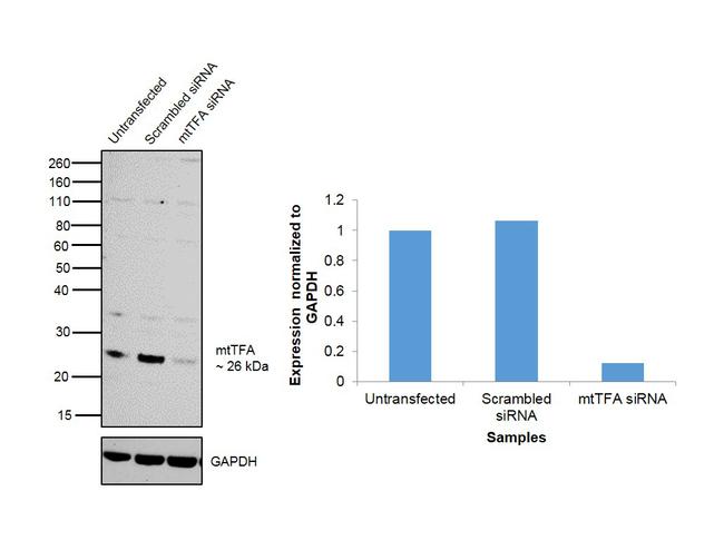 TFAM Antibody in Western Blot (WB)