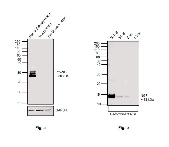 NGF Antibody in Western Blot (WB)