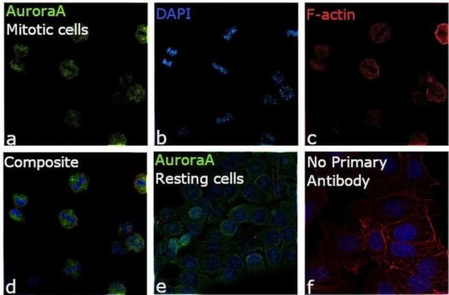 Aurora A Antibody