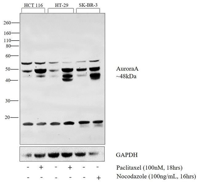 Aurora A Antibody