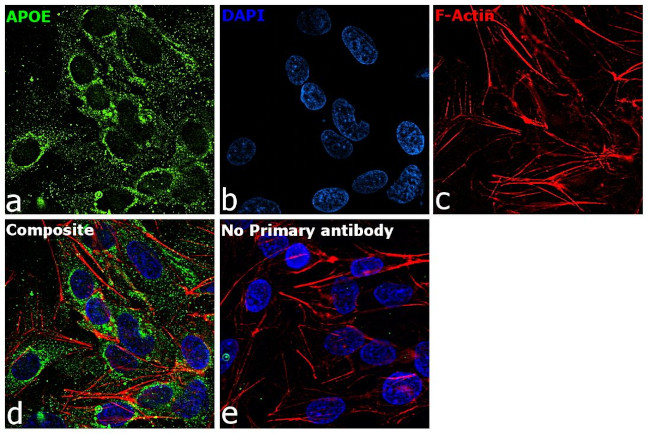 APOE Antibody in Immunocytochemistry (ICC/IF)