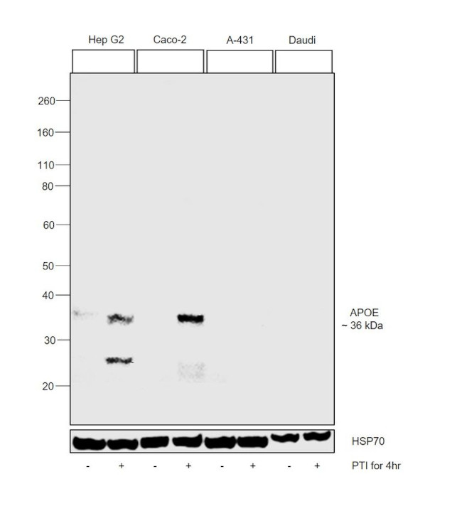 APOE Antibody