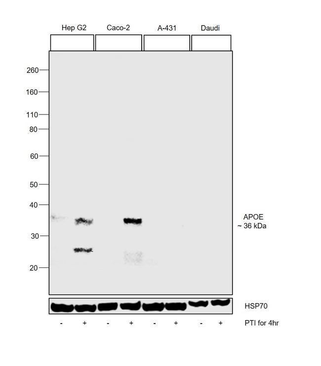 APOE Antibody in Western Blot (WB)