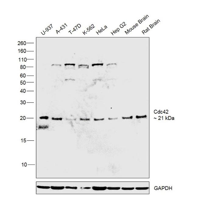 Cdc42 Antibody in Western Blot (WB)