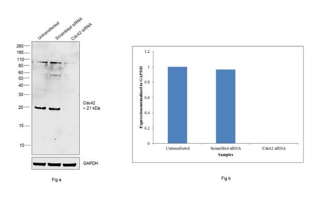 Cdc42 Antibody in Western Blot (WB)