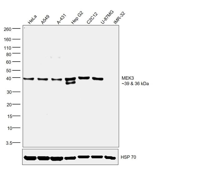 MEK3 Antibody in Western Blot (WB)