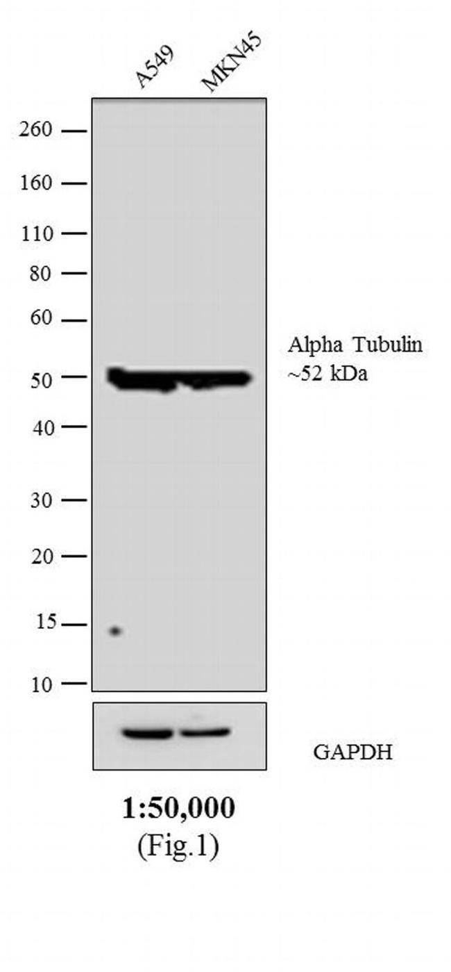 Rat IgG (H+L) Secondary Antibody in Western Blot (WB)