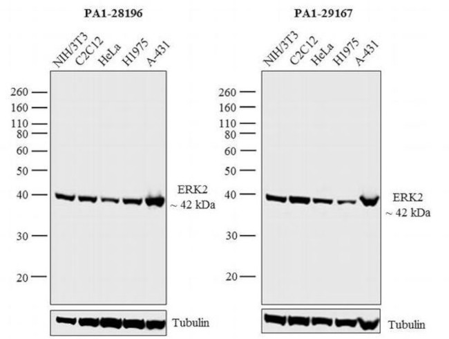 ERK2 Antibody