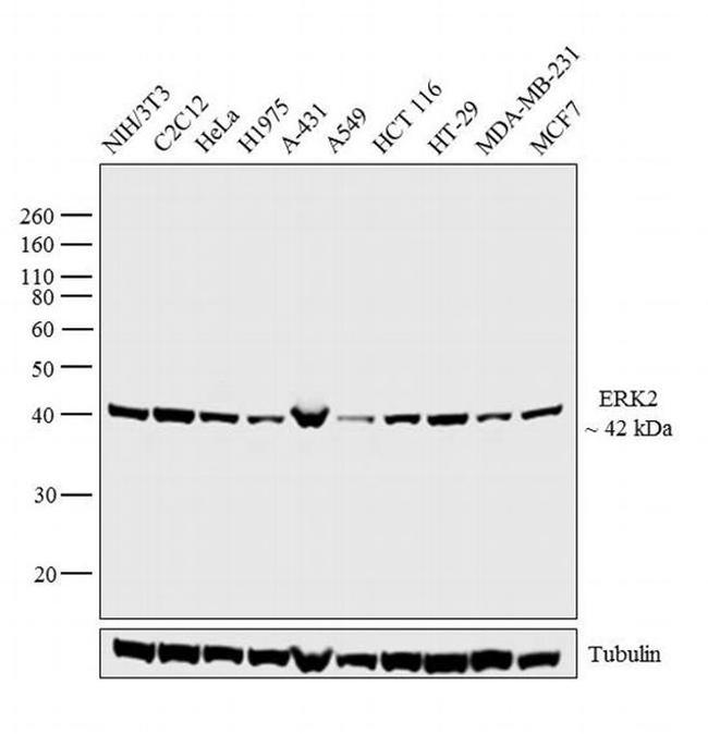 ERK2 Antibody in Western Blot (WB)