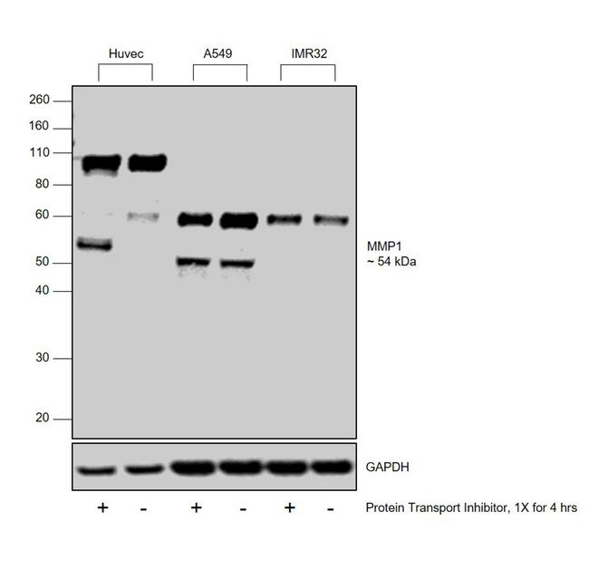 MMP1 Antibody in Western Blot (WB)