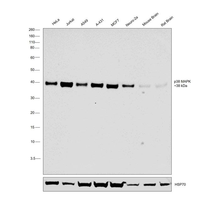 p38 MAPK Antibody in Western Blot (WB)