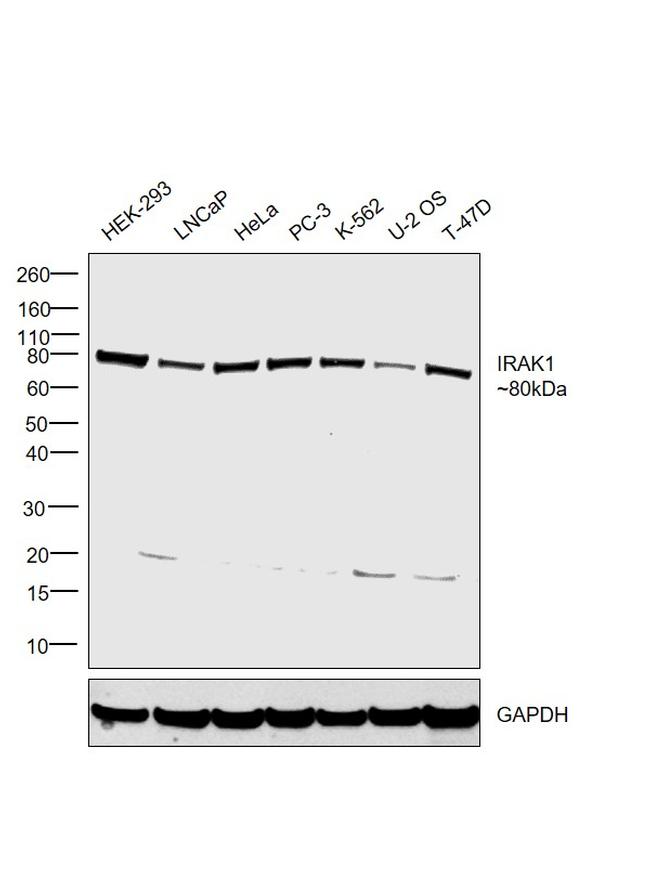 IRAK1 Antibody in Western Blot (WB)