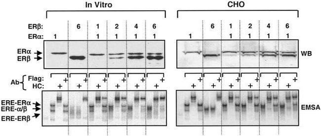 Estrogen Receptor beta Antibody in Western Blot, Gel Shift (WB, GS)