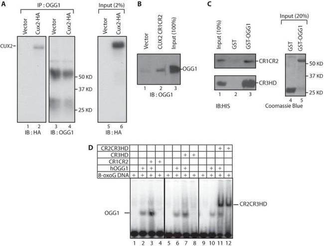 OGG1 Antibody in Western Blot, Immunoprecipitation (WB, IP)