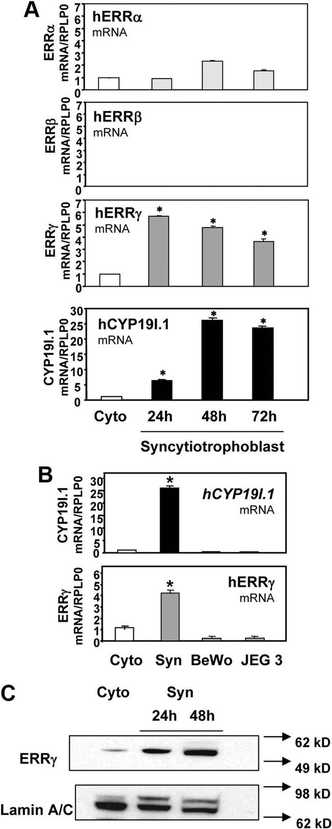 ESRRG Antibody in Western Blot (WB)