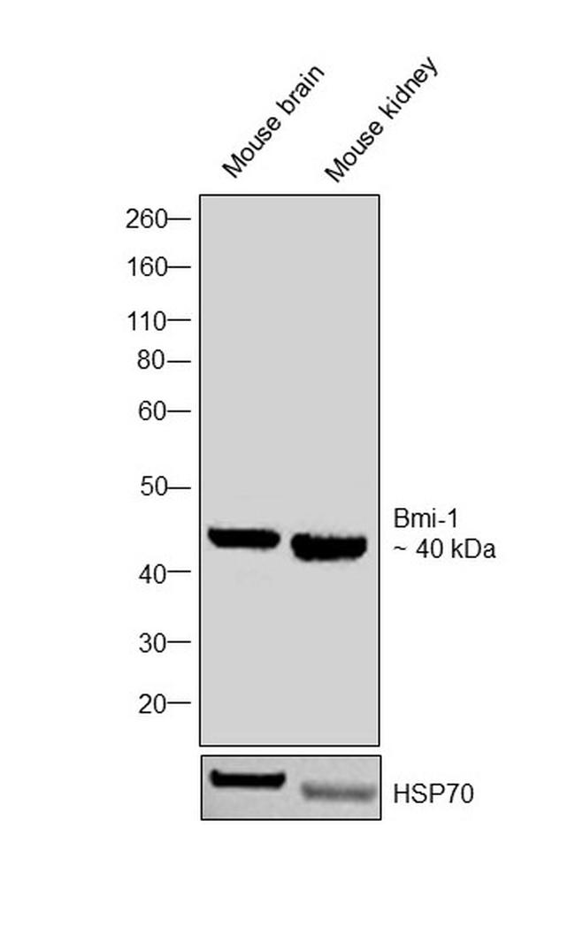 BMI-1 Antibody in Western Blot (WB)