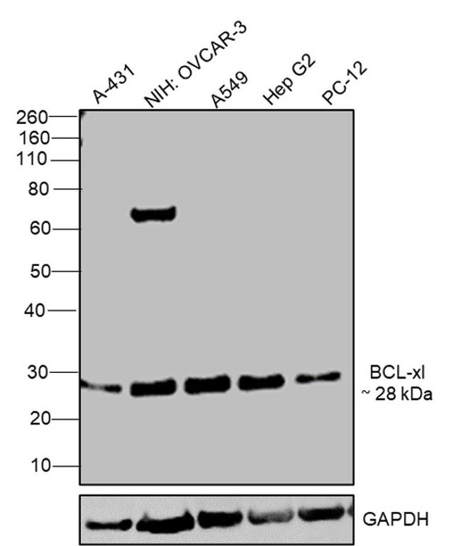 Bcl-xL Antibody in Western Blot (WB)