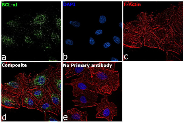 Bcl-xL Antibody in Immunocytochemistry (ICC/IF)